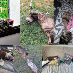 Ramsès (ex Zouzoupet)