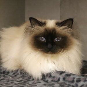 ROSIE