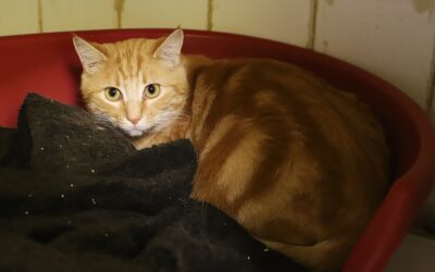 Sauvetages 3 Sauvetage de refuge ami le 1er octobre 2025