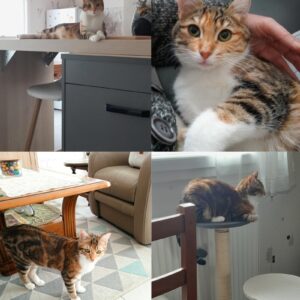 Choupette ( ex Clakette)