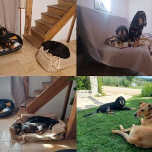 Papyrus, Otis et Roundup (ex Ricky)