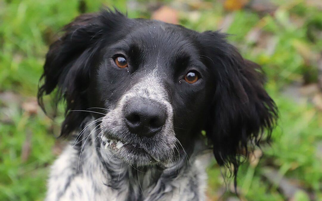 Transfert de fourrière le 28 octobre 2025