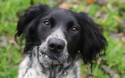 Sauvetages 2 Transfert de fourrière le 28 octobre 2025