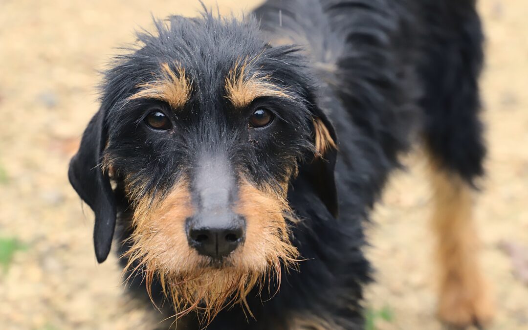 Transfert de fourrière le 31 octobre 2025