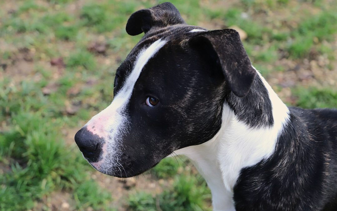 Transfert de fourrière le 24 novembre 2025