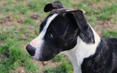 Transfert de fourrière le 24 novembre 2025