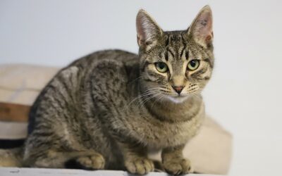 Transfert de refuge ami le 2 décembre 2025