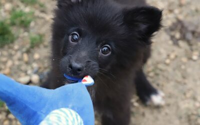 Sauvetage d&rsquo;élevage le 25 novembre 2025