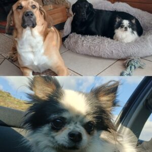 Toros (ex Oros) et Sally