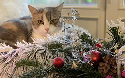 Le Noël de nos Animaux