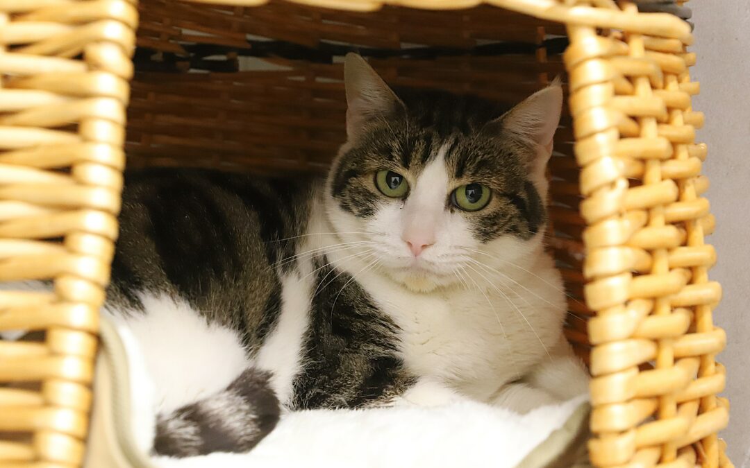 Transfert de refuge ami le 13 janvier 2026