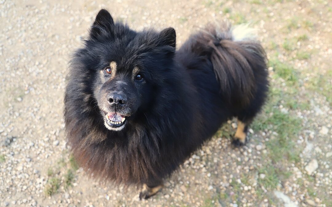 Sauvetage d&rsquo;élevage le 15 janvier 2026