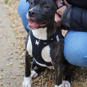 Chaussette (ex Julindra)