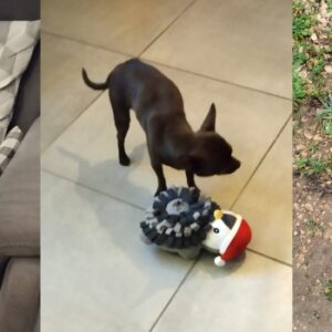 Loulou (ex Chouchou)