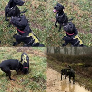 Zazou et Volt (ex Winnie)