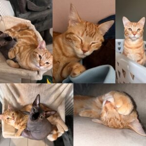 API (ex bb courgette)