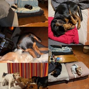 Zizou (ex Halloween)