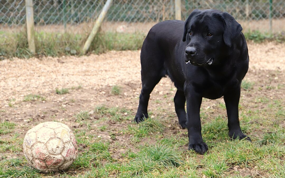 Saisie d&rsquo;élevage le 21 janvier 2026