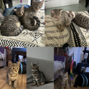 Litchi (ex Thaylor) et Kiwi (ex Timothée)