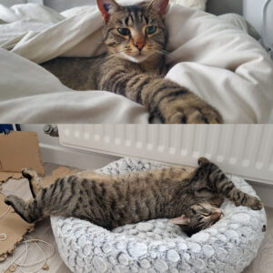 Théophile (ex Anakin)