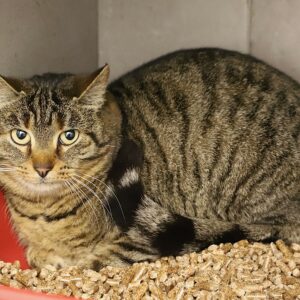 Adoption animaux 9 VALENTINE