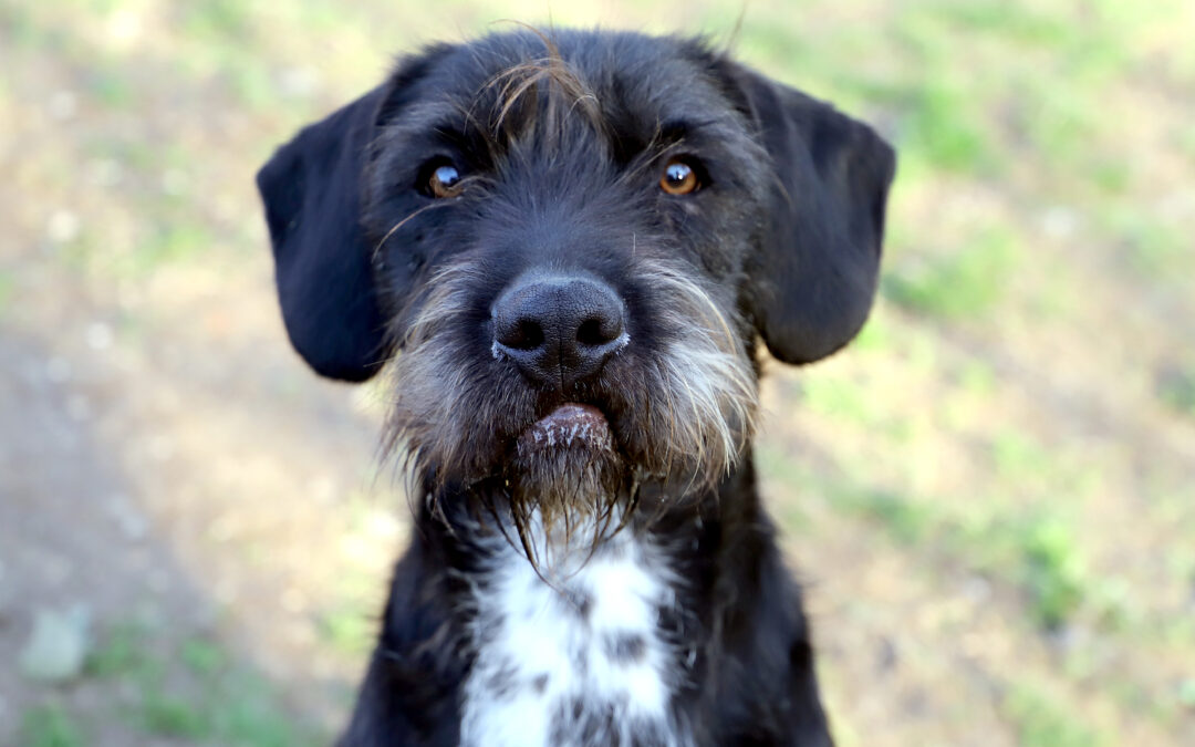 Transfert de refuge ami le 25 février 2026