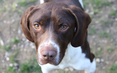 Sauvetages 3 Transfert de fourrière le 24 février 2026