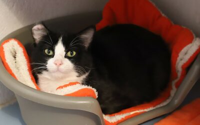 Sauvetages 1 Sauvetage chez un particulier le 2 mars 2026