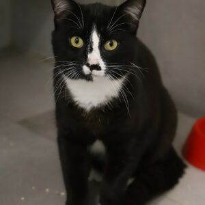 Adoption animaux 8 ALBATOR