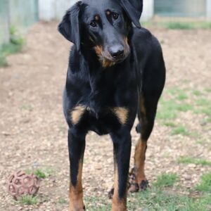 Adoption animaux 7 TCHIBA