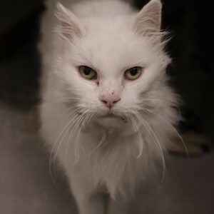 Adoption animaux 3 BIJOUX