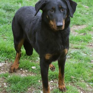 Adoption animaux 6 TONIA