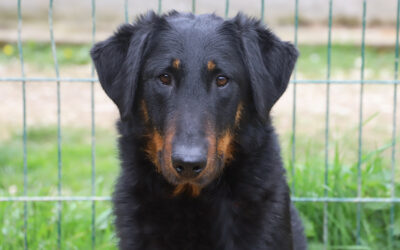 Sauvetages 2 Sauvetage d’élevage le 24 février 2026