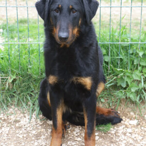 Adoption animaux 5 TAGLI