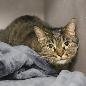 Adoption animaux 4 MINNIE