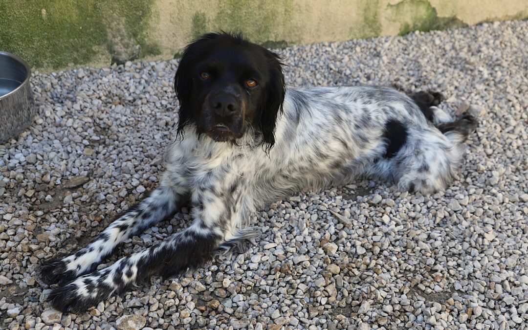 Transfert de fourrière le 31 mars 2026