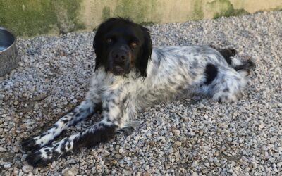 Refuge de Jouvence 12 Transfert de fourrière le 31 mars 2026