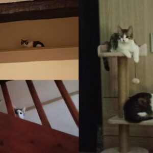 Pacha et Praline