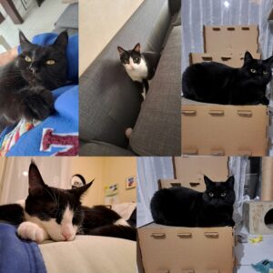 Aston (ex Arty) et Toscane (ex Robine)