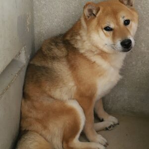 UKOITA