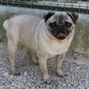 CARLITA