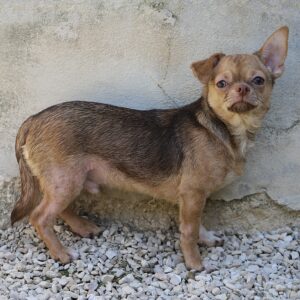 DOBY