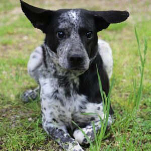 LULU