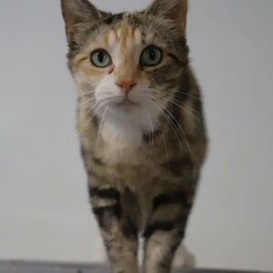 XENA