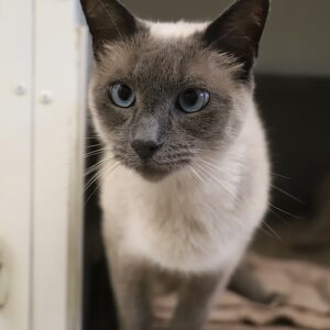 ALDO