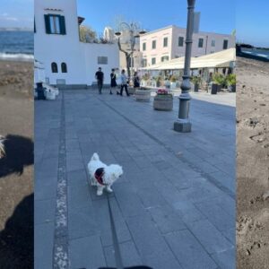 Figolou