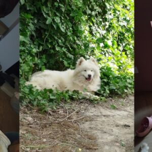 Boo (Cendrillon)