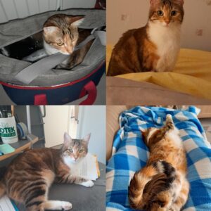 Choupette (ex Clakette)