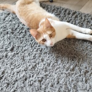 Citrouille