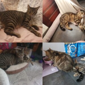 Iris (ex Maloe) et Dante (ex Anatole)
